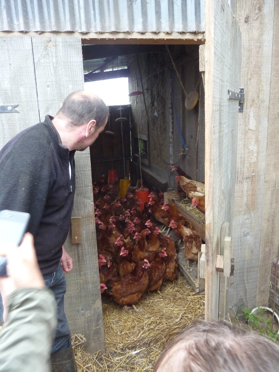 Les poules Les poules