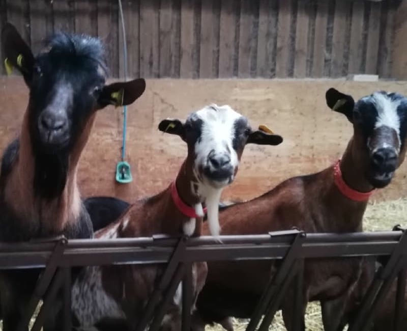 Mistinguette, Clochette et Zébulon